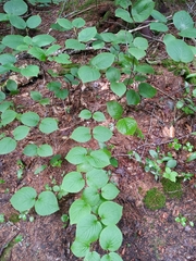 Viburnum lantanoides image