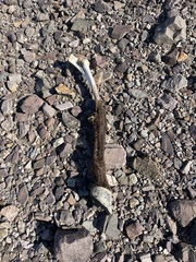 Equus