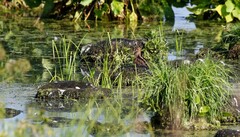 Gallinago gallinago gallinago