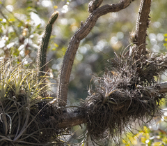 Cleistocactus candelilla