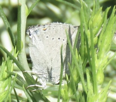 Satyrium sylvinus dryope