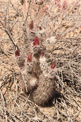 Echinocereus chisosensis