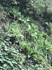 Echeveria gibbiflora