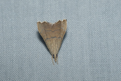 Ptychopseustis plumbeolinealis