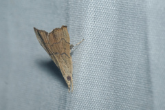 Ptychopseustis plumbeolinealis