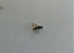 Pseudotephritis vau