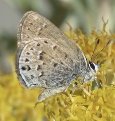 Satyrium behrii