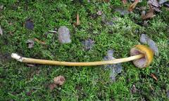 Entoloma luteum