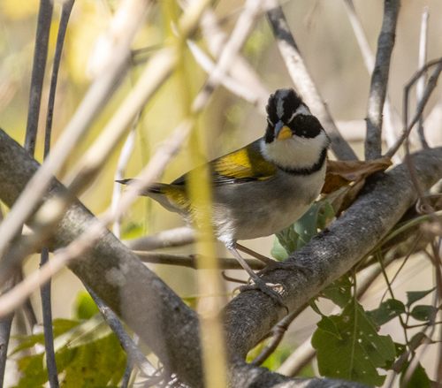 Moss-backed Sparrow (Arremon dorbignii), photo 7