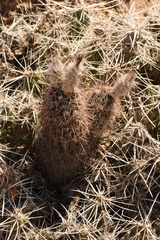Echinocereus chisosensis