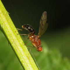 Geomyza balachowskyi