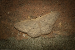 Scopula hypochra