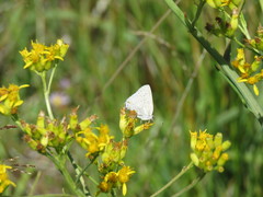 Satyrium sylvinus dryope