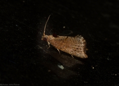 Glyphidoptera insignana