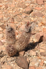 Echinocereus chisosensis