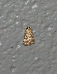 Aporocosmus lamprodeta
