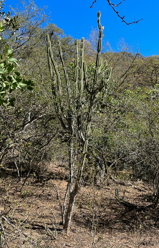 Cereus hankeanus (Cereus hankeanus)