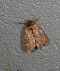 Archigargetta amydra