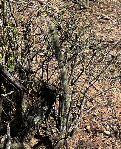 Cleistocactus candelilla (Cleistocactus candelilla)