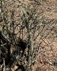 Cleistocactus candelilla
