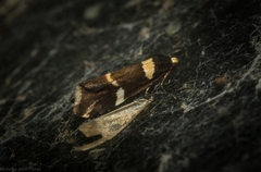 Thallarcha phalarota