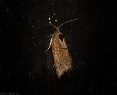 Glyphidoptera insignana