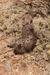 Echinocereus chisosensis