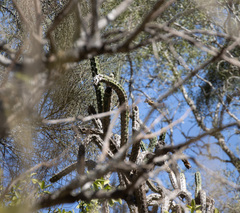 Harrisia tetracantha