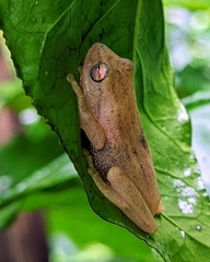 Raorchestes luteolus