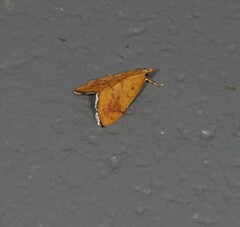 Hyalobathra brevialis