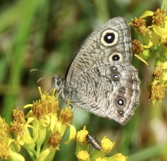Cercyonis sthenele paulus