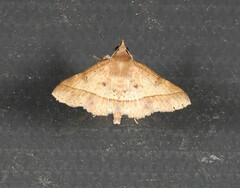 Hypospila dochmotoma