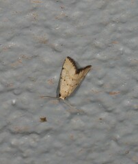 Narangodes