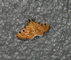 Notarcha