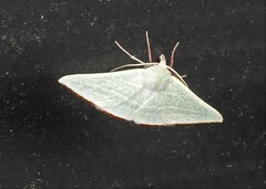 Oenochroma infantilis