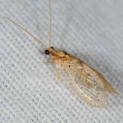 Hemerobius humulinus