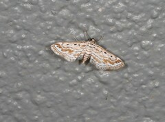 Parapoynx dentizonalis