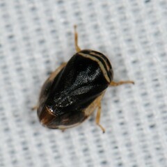 Clastoptera testacea