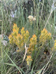 Castilleja flava
