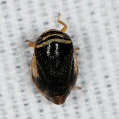 Clastoptera testacea