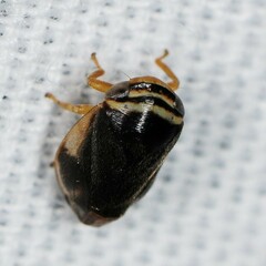Clastoptera testacea