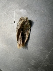 Antheraea polyphemus