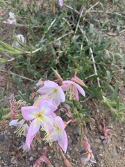 Oenothera nuttallii