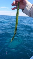 Siphonognathus argyrophanes