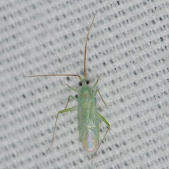 Blepharidopterus provancheri