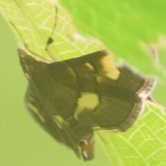Syngamia falsidicalis