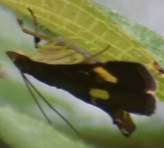 Syngamia falsidicalis