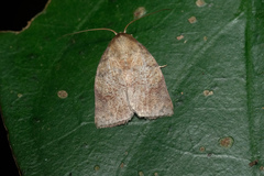 Beara tortriciformis