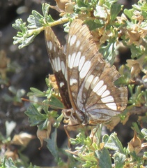 Limenitis weidemeyerii × lorquini