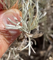 Artemisia tripartita
